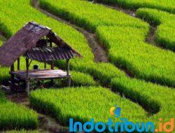 Negeri Agraris, Pertanian Yang Miris