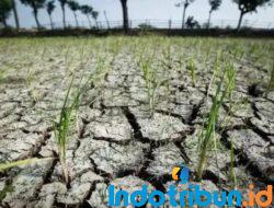 BMKG Prediksi Indonesia Terancam Kekeringan