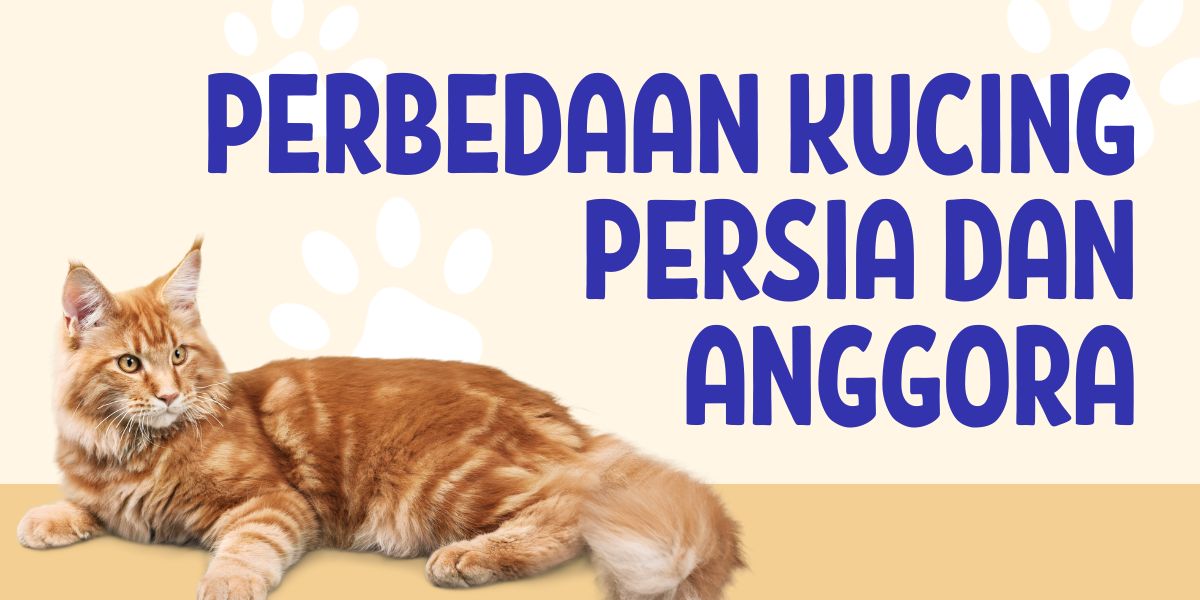Perbedaan Kucing Persia dan Anggora