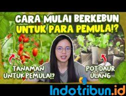 Trik Jitu Menanam Sayur Organik di Rumah bagi Pemula