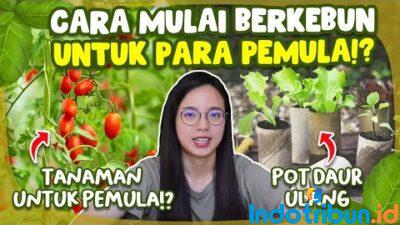 Trik Jitu Menanam Sayur Organik di Rumah bagi Pemula