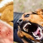Dog Bite Lawyer