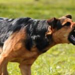 Dog Bite Lawyer for a Minor Injury