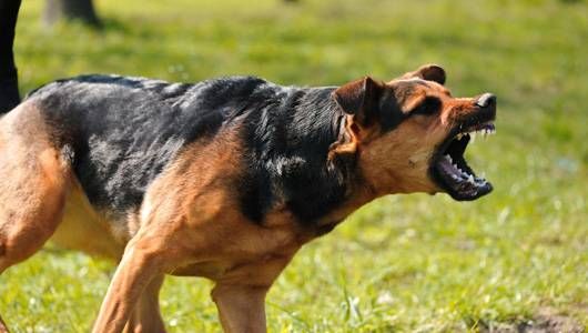 Dog Bite Lawyer for a Minor Injury