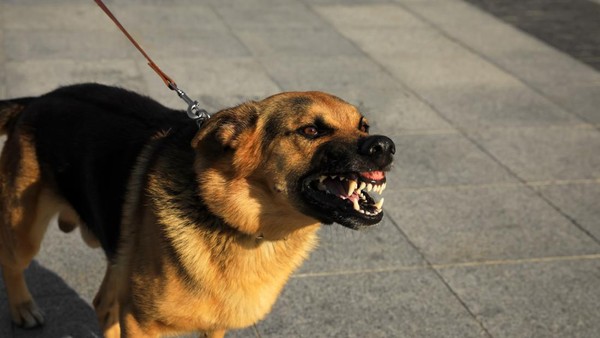 Dog Bite Lawyer