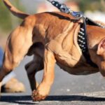Dog's Owner is Uninsured