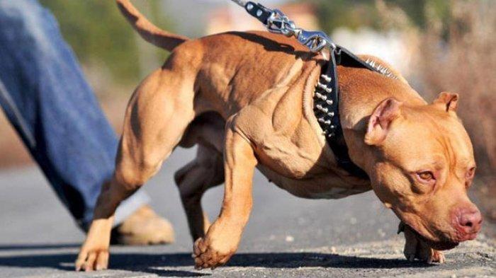 Dog's Owner is Uninsured