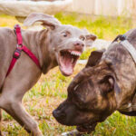 dog bite claims