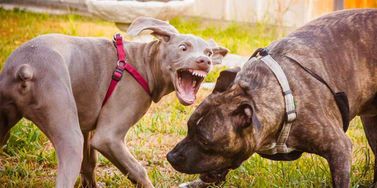 dog bite claims