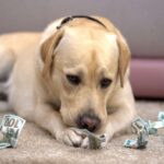 how are dog bite settlements calculated