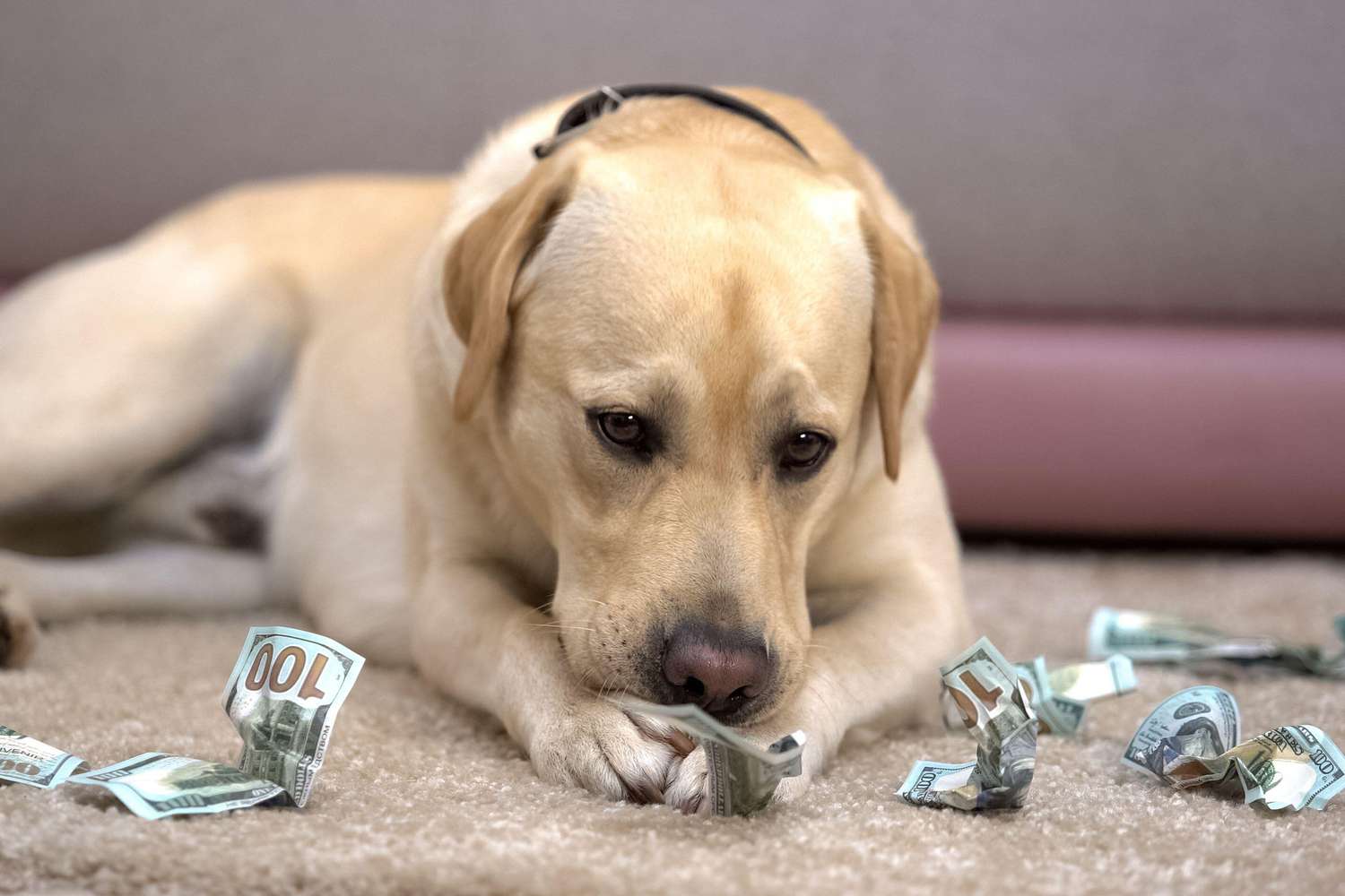 how are dog bite settlements calculated