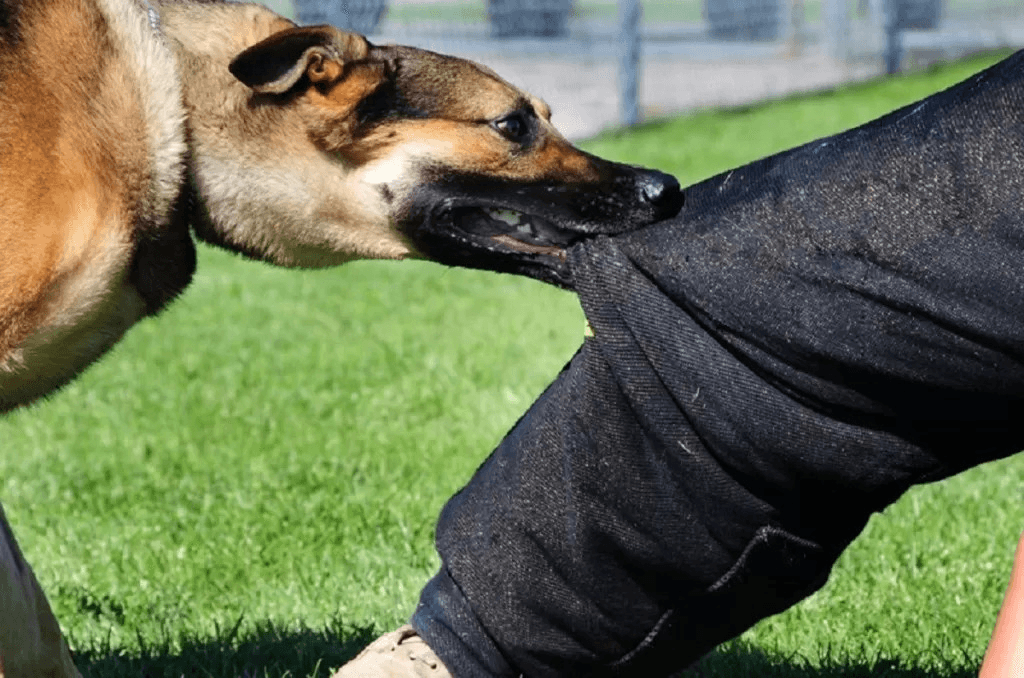 how long do dog bite lawsuits take