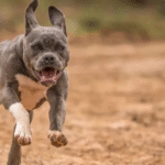 sue for a wrongful death from a dog bite