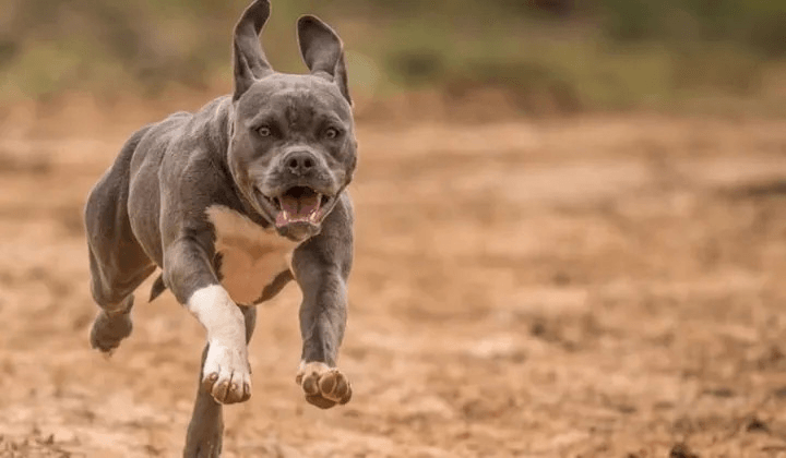 sue for a wrongful death from a dog bite