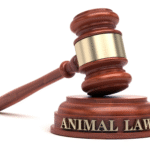Animal Law lawyer for a Dangerous Dog Defence Animal Law lawyer for a Dangerous Dog Defence