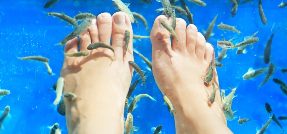 Apakah Terapi Ikan (Fish Spa) Aman dan Higienis?