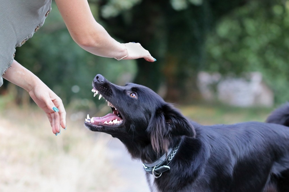 Dog bite injury attorney for an incident in a Toronto off-leash park