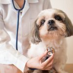 Veterinary Malpractice Lawsuit Lawyer