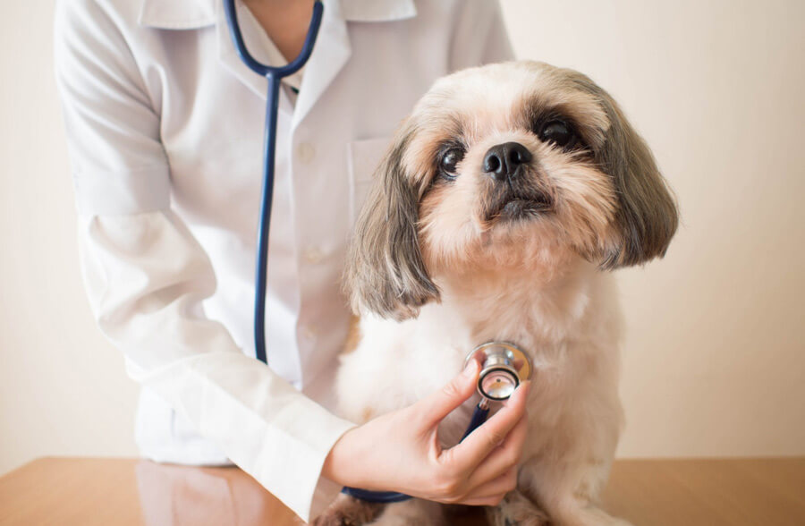 Veterinary Malpractice Lawsuit Lawyer