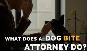 What Does a Dog Bite Attorney Do? A Guide to Your Legal Options