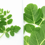 efektivitas ekstrak meniran untuk penderita herpes zoster efektivitas ekstrak meniran untuk penderita herpes zoster