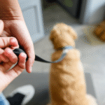 pet custody agreements in a divorce settlement