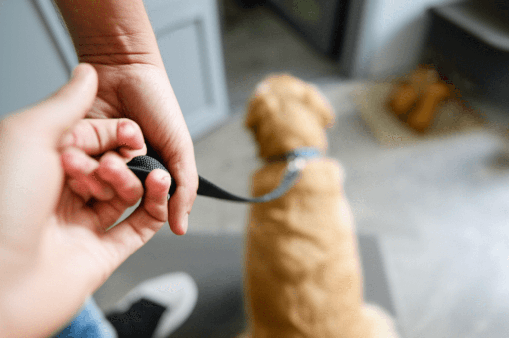 pet custody agreements in a divorce settlement